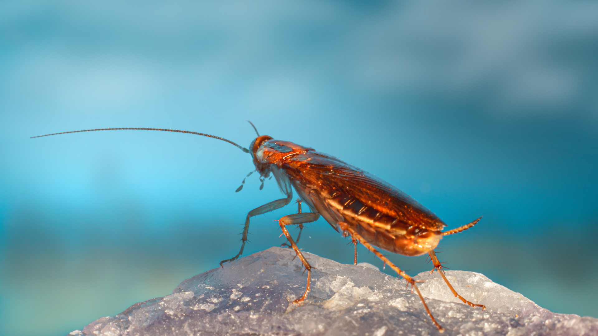 Désinsectisation fourmis et araignées à Dax